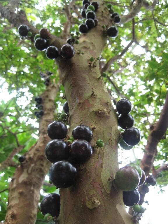 jabuticaba, fruit