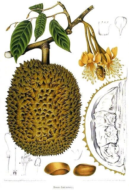 durian, fruit