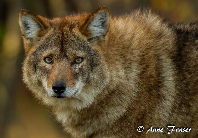 coywolf, hybride