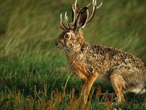 jackalope, hybride