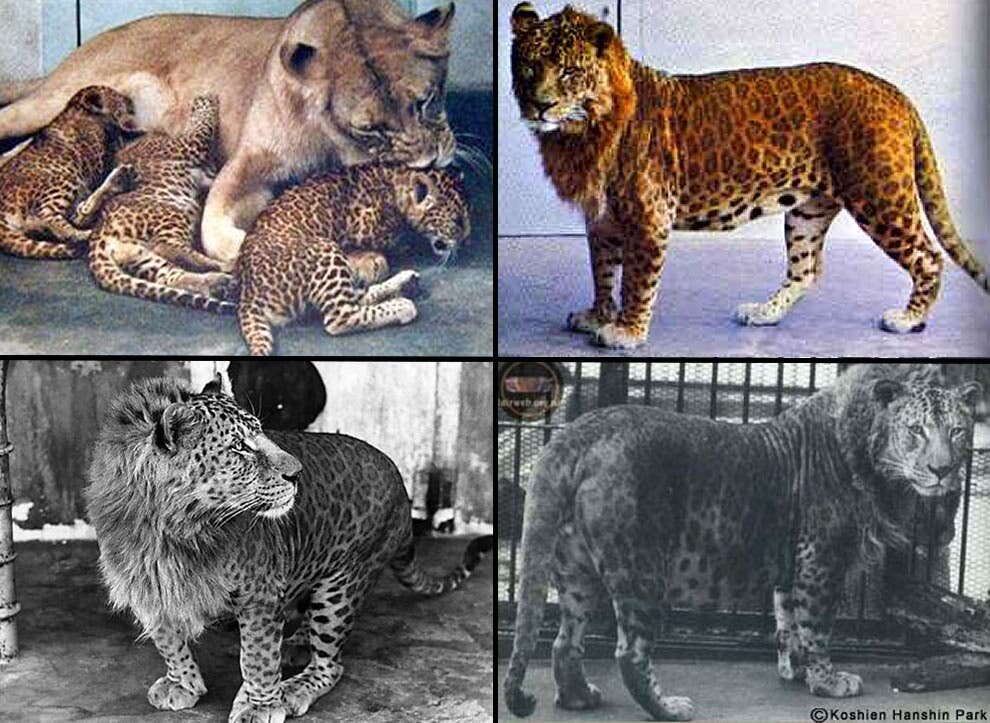 leopon, hybride