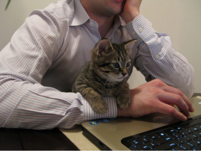 chat, devant, ordinateur, concentre