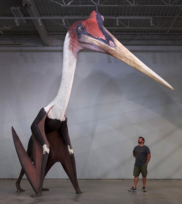 Lifestyle images vidéos incroyables étonnement questions Quetzalcoatlus Northropi