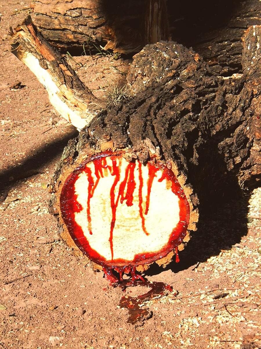 choses, coupées en deux, photo, arbre sang