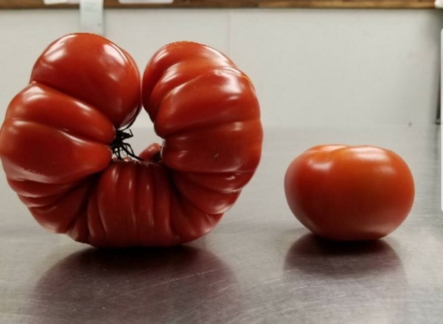 tomate, forme, atypique