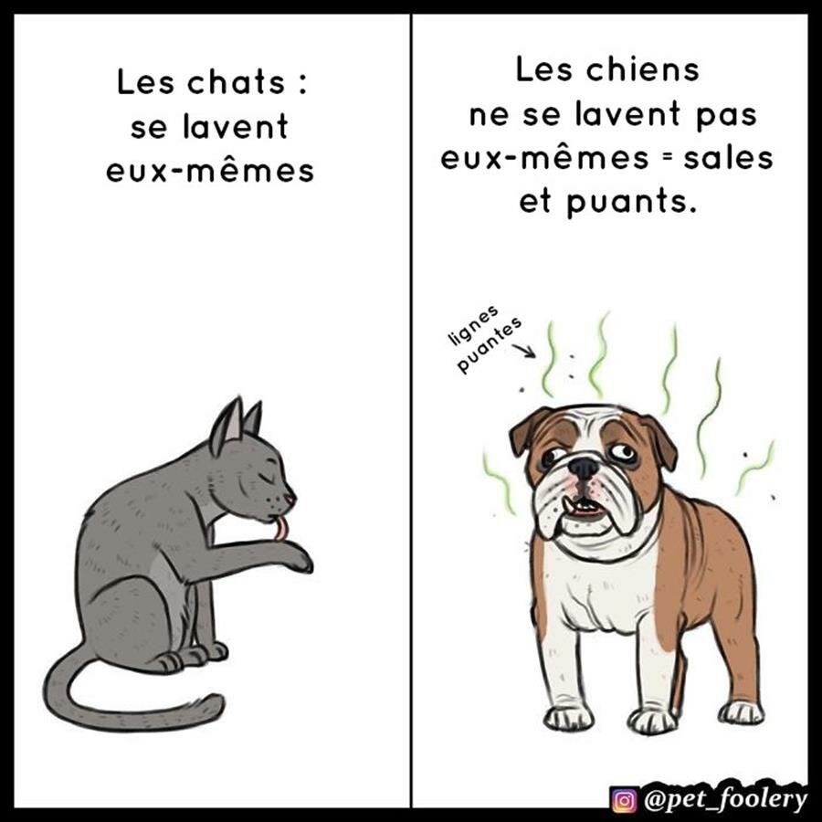 pet foolery, bd, chats, chiens, supÃ©rieurs