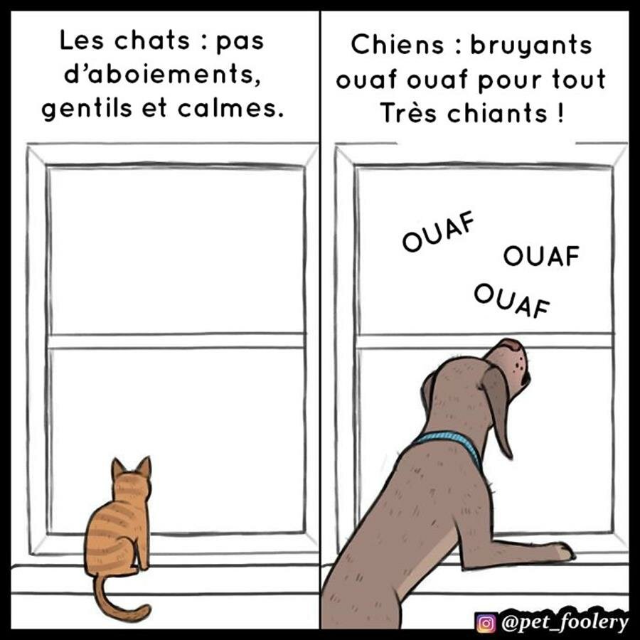 pet foolery, bd, chats, chiens, supÃ©rieurs