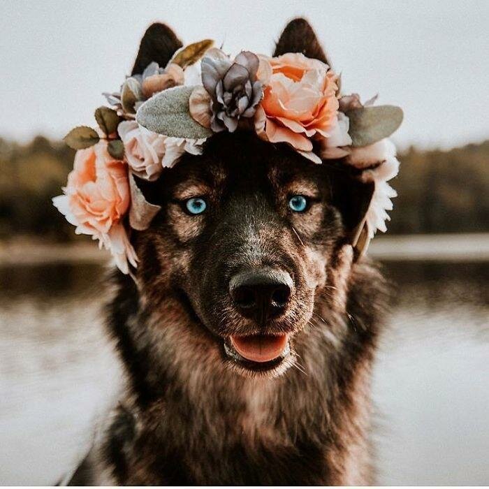 chien, couronne de fleurs