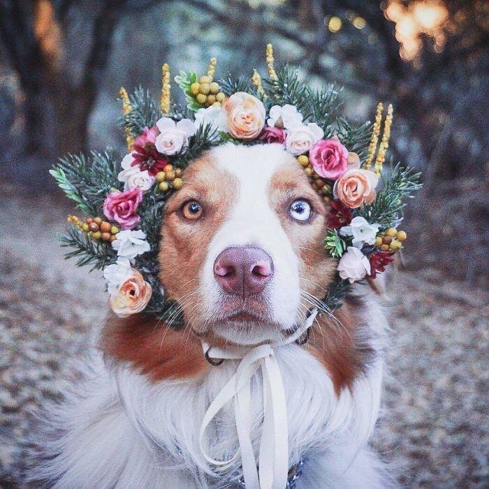 chien, couronne de fleurs