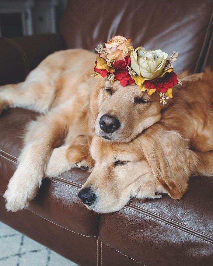 labrador, couronne de fleurs