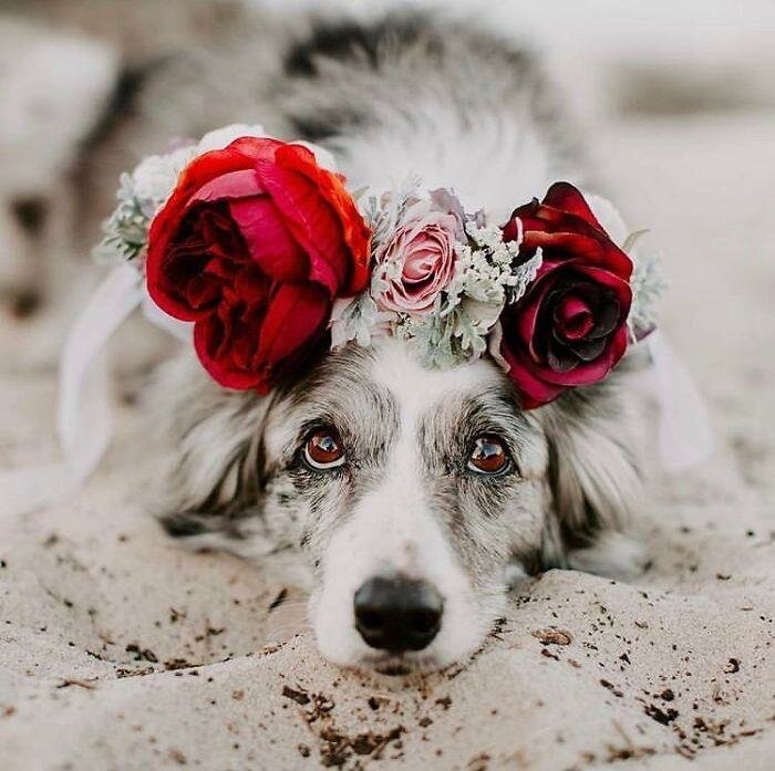 chien, couronne de fleurs