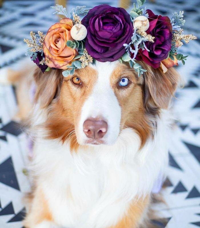 chien, vairons, couronne de fleurs