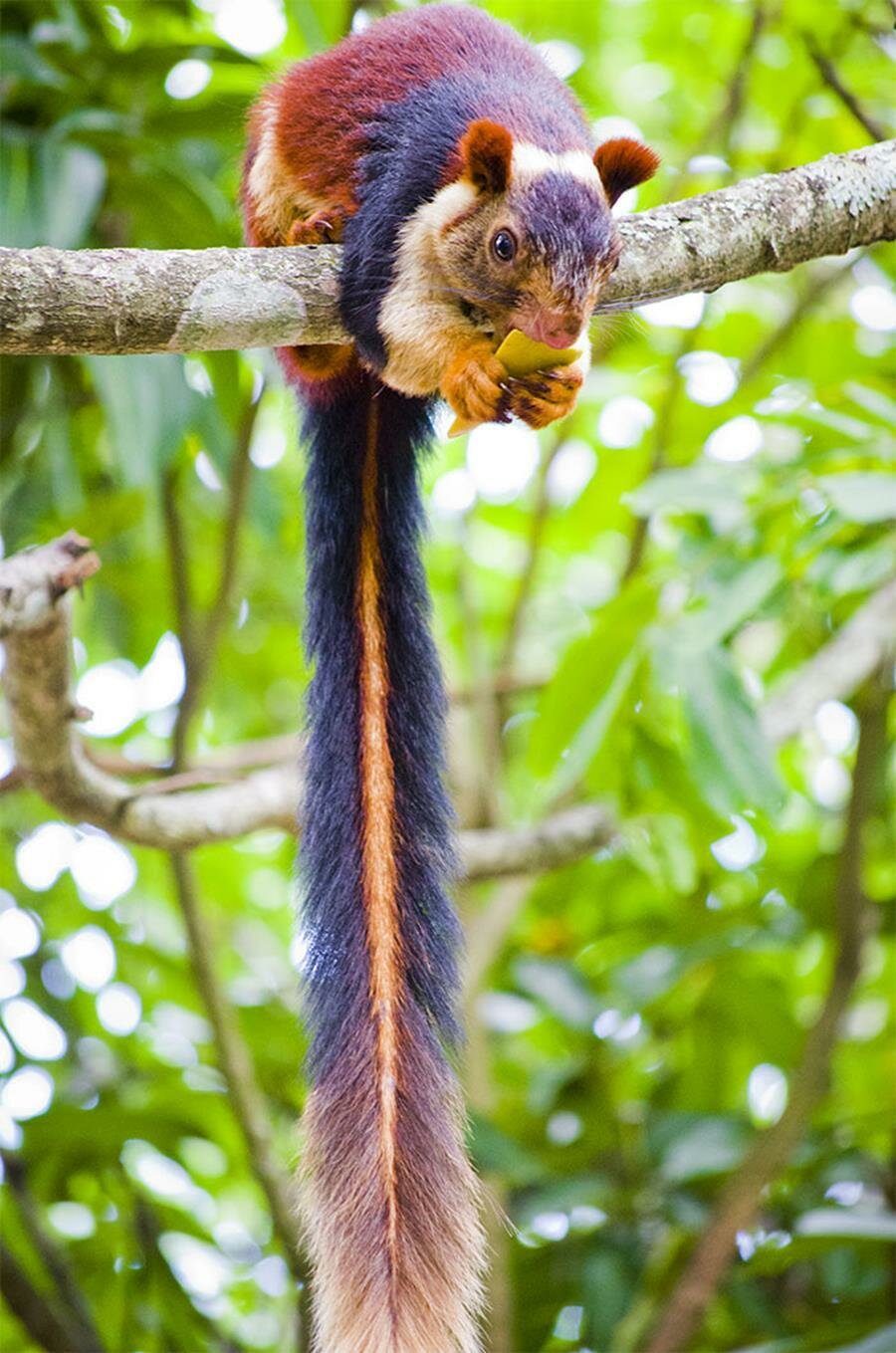 Ã©cureuil malabar, photo, branche