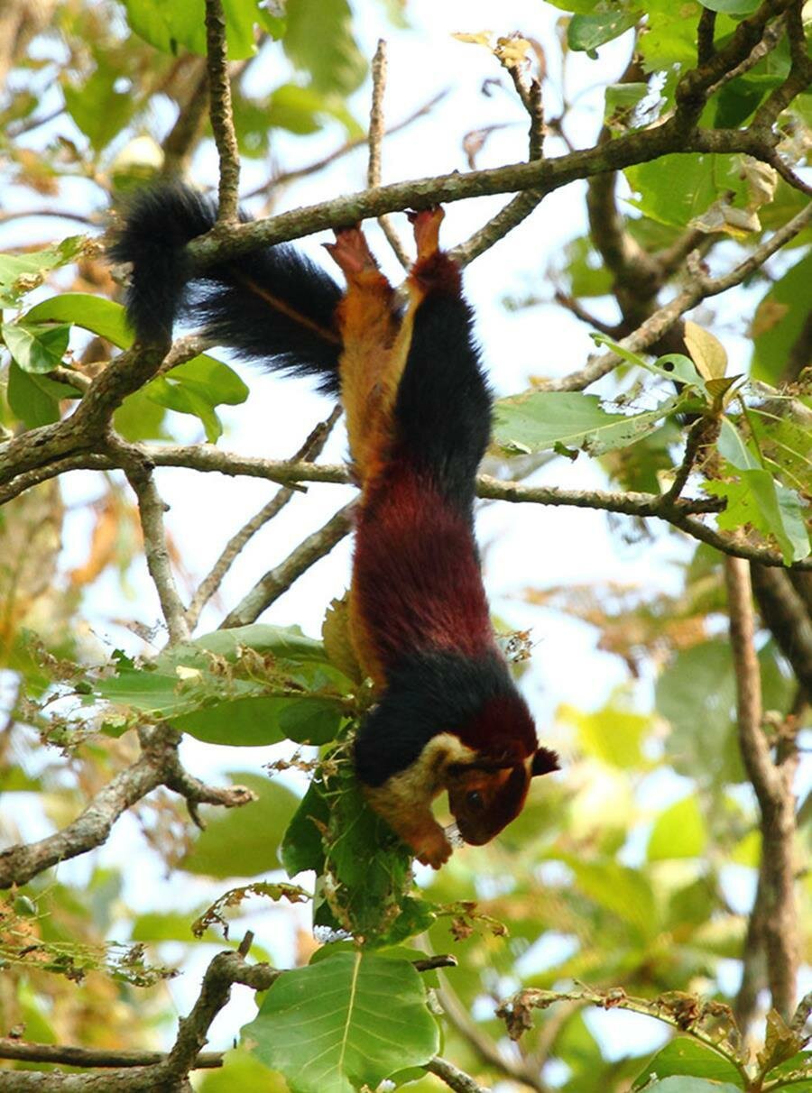 écureuil malabar, photo, suspendu