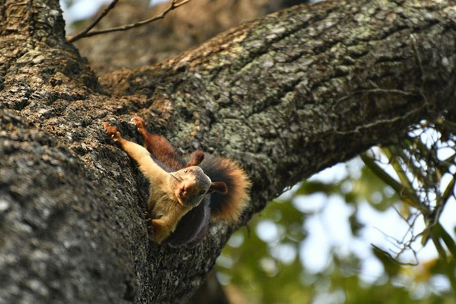 écureuil malabar, photo, branche