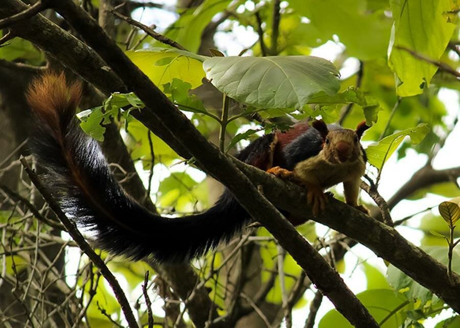 écureuil malabar, photo, queue