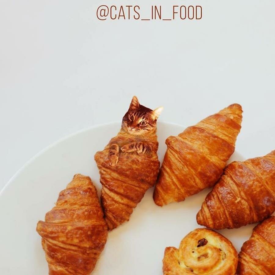 croissant, chat