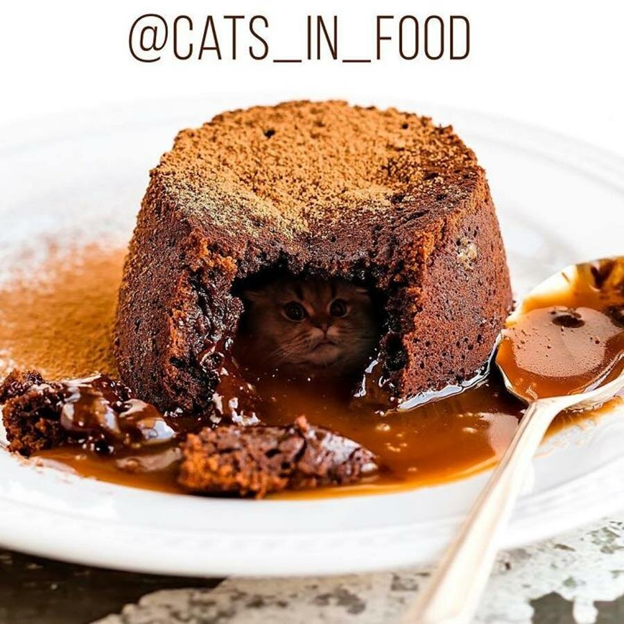 fondant au chocolat, chat