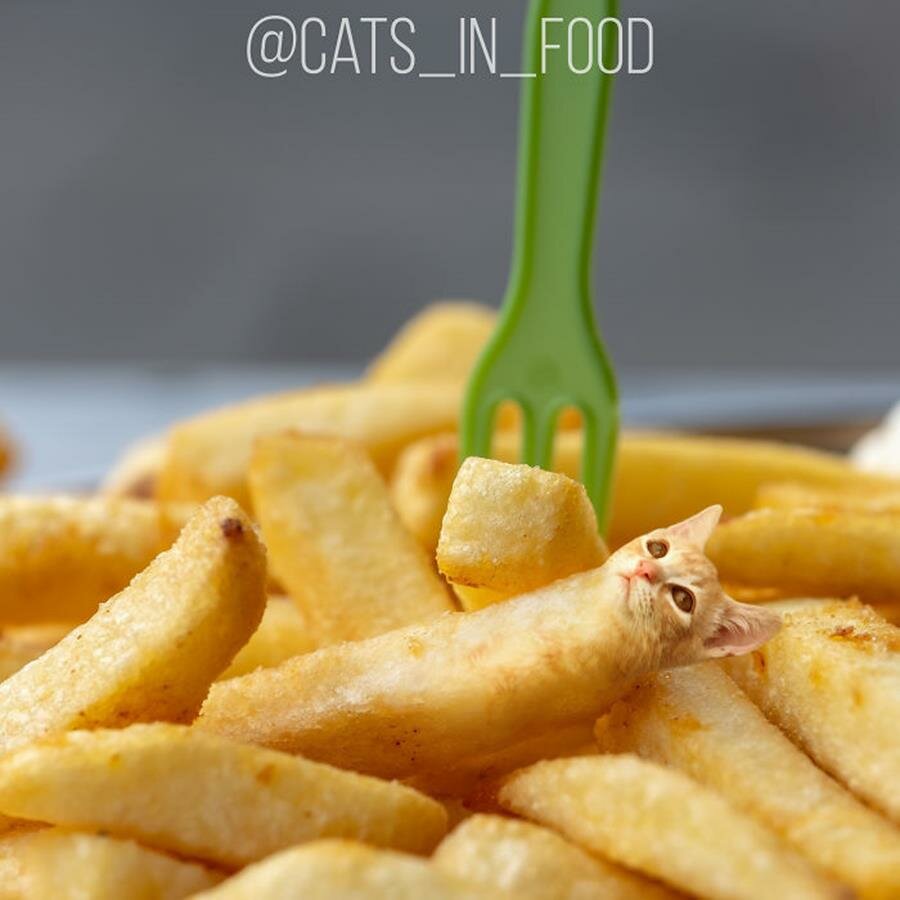 frites, chat