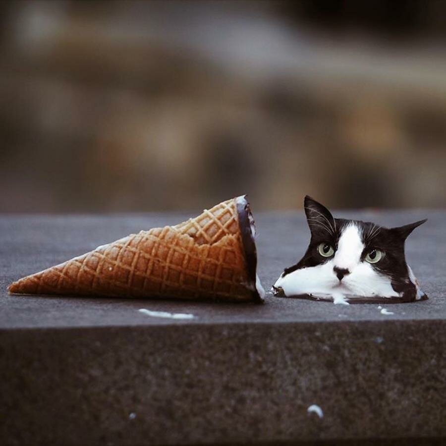 glace, chat, fondu