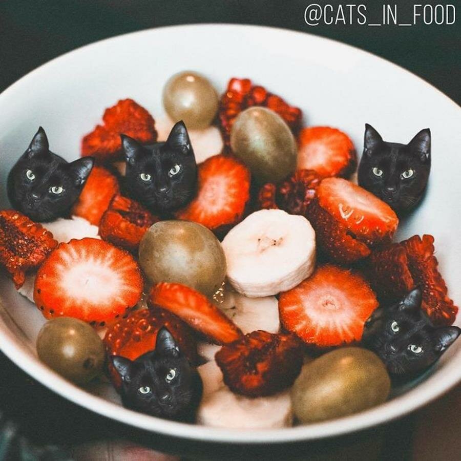 fruits, bol, chat