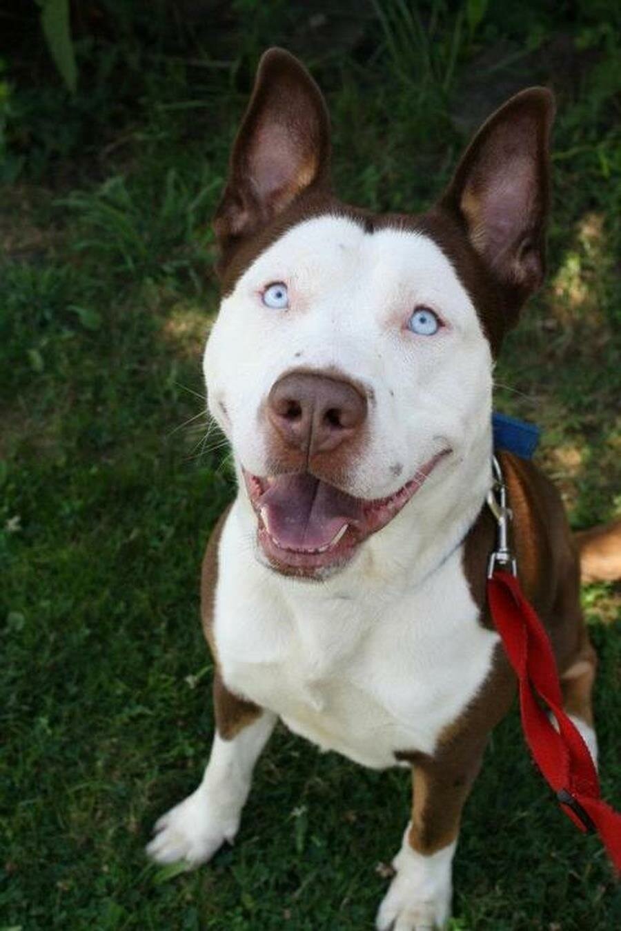 pitbull, husky