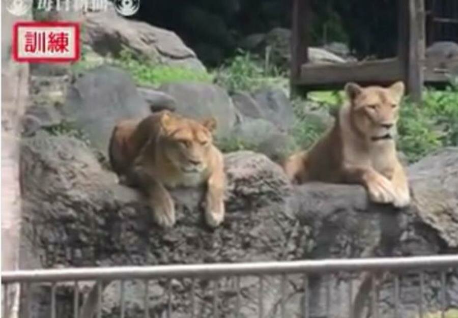 lions, allongÃ©s