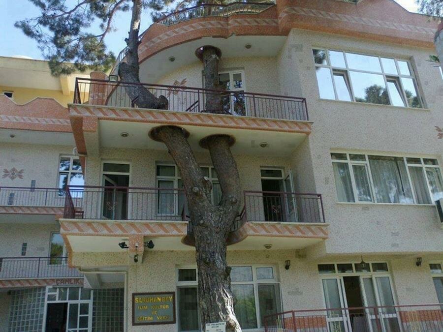 balcon, arbre