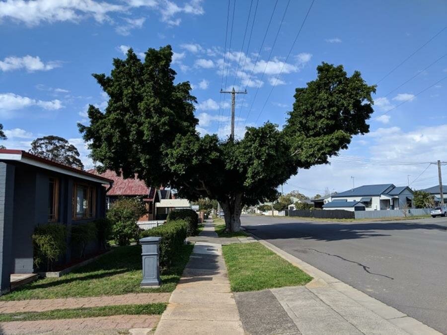 arbre, fil, électrique