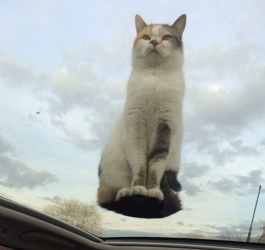 chat, toit panoramique