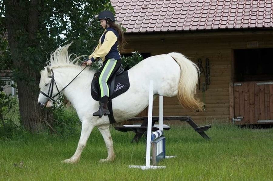 cheval, haie, saut