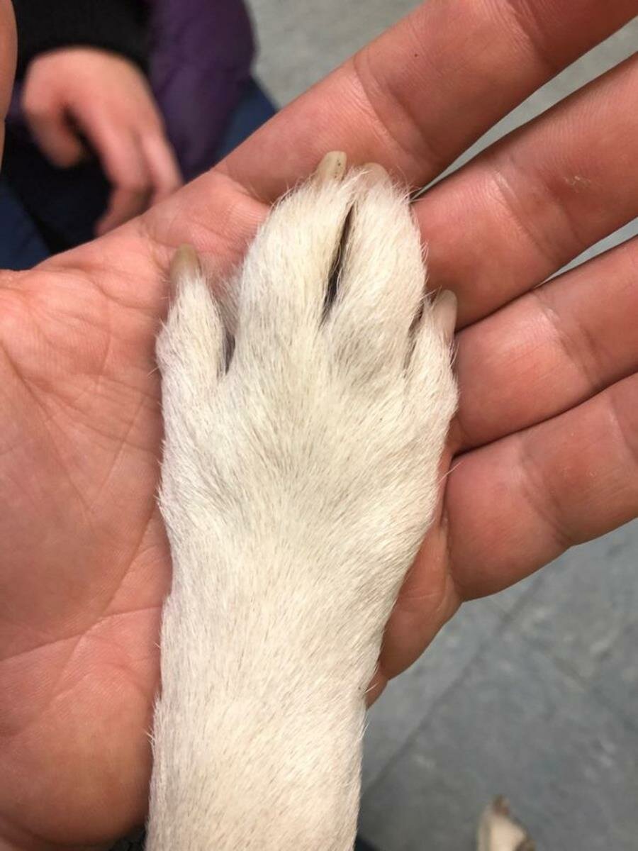 chien, fenÃªtre, attendre