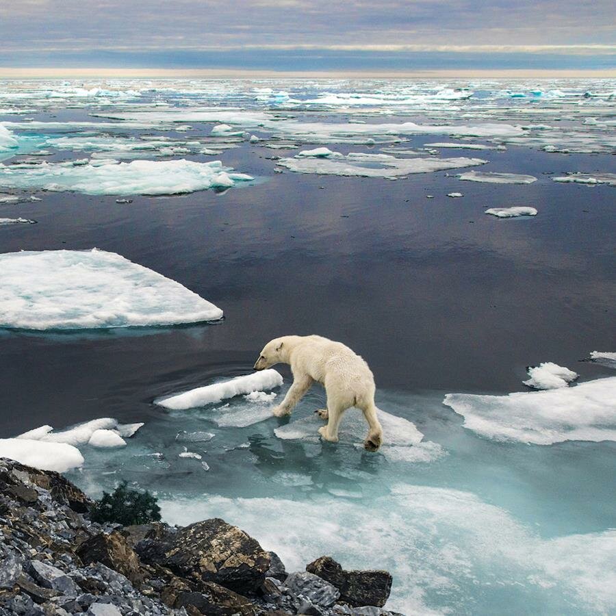 antarctique, photo, banquise