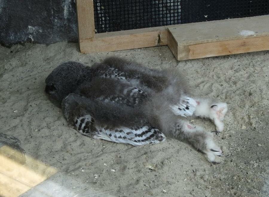 bébé, dormir, chouette