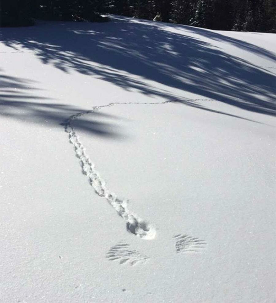 lapin, traces, neige