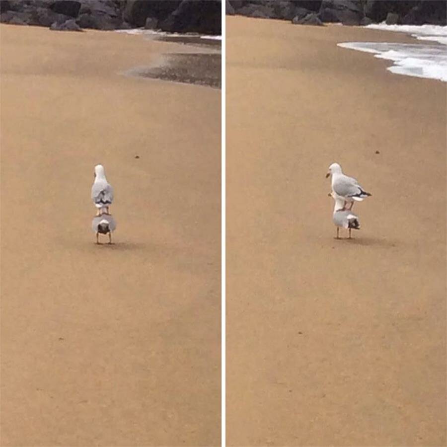 mouette, posée