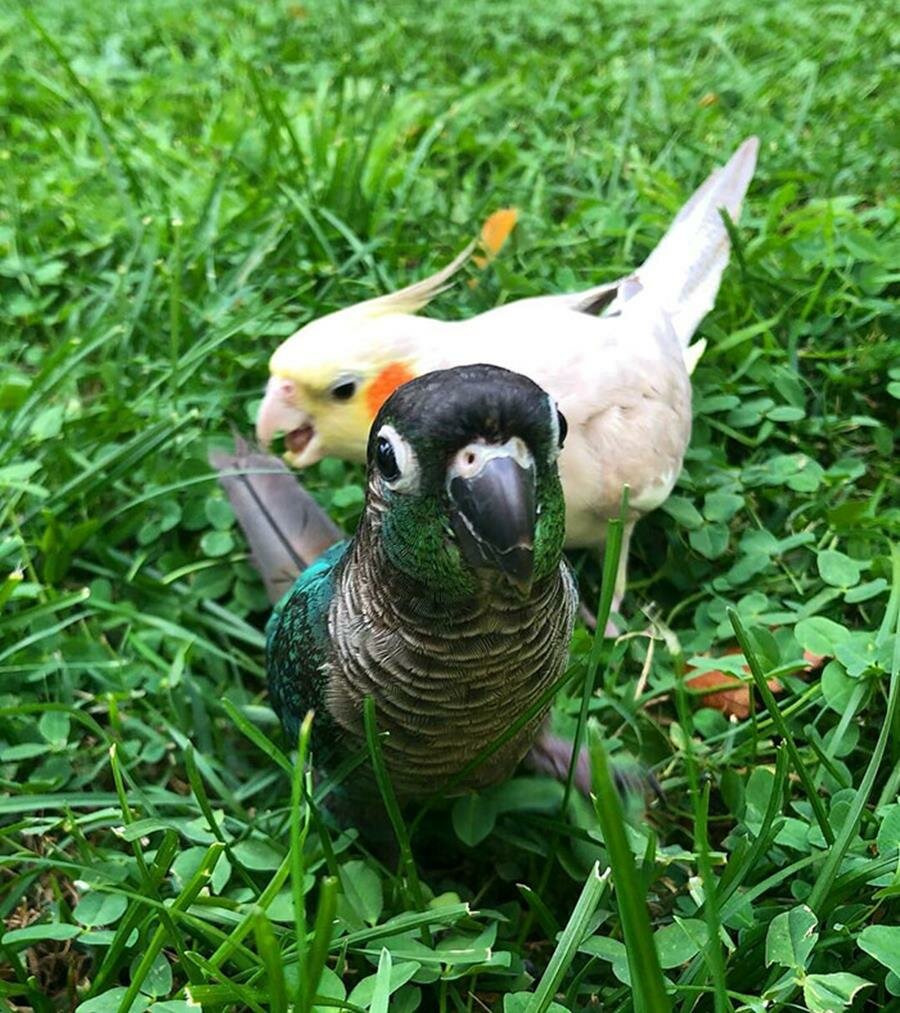 oiseau, embêter, un autre