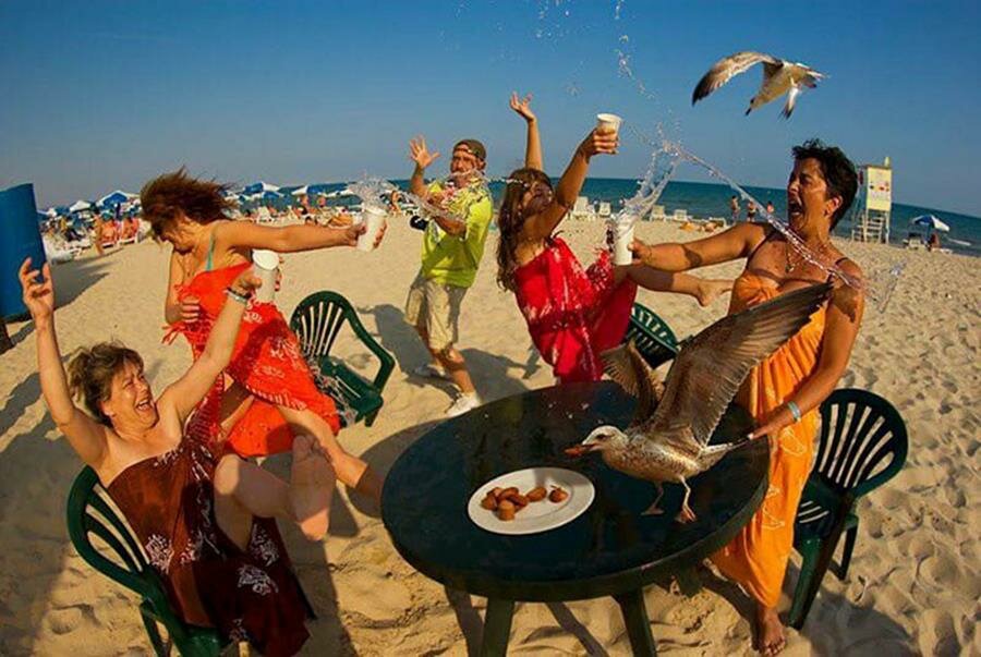 oiseaux, plage, groupe