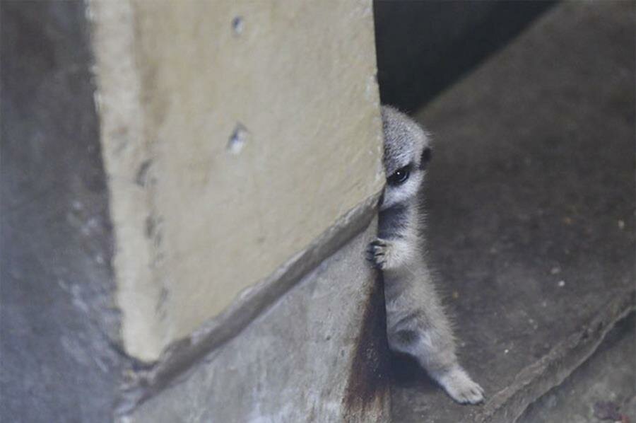 photo, bÃ©bÃ©, suricate, timide