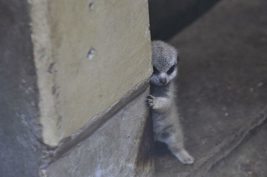 photo, bÃ©bÃ©, suricate, timide