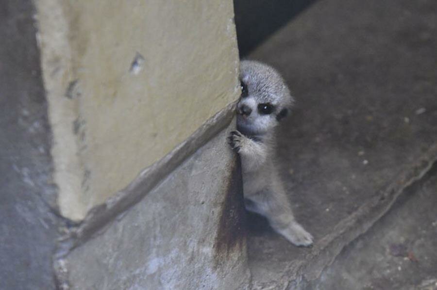 photo, bÃ©bÃ©, suricate, timide