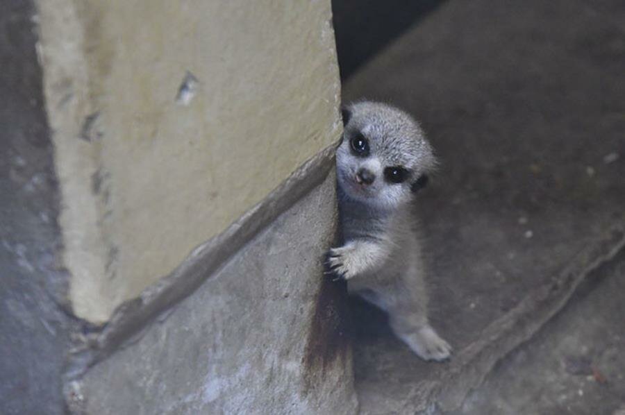 photo, bÃ©bÃ©, suricate, timide