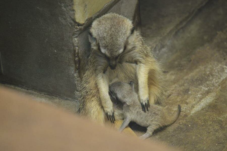 suricate, famille, photos, mamekoro51