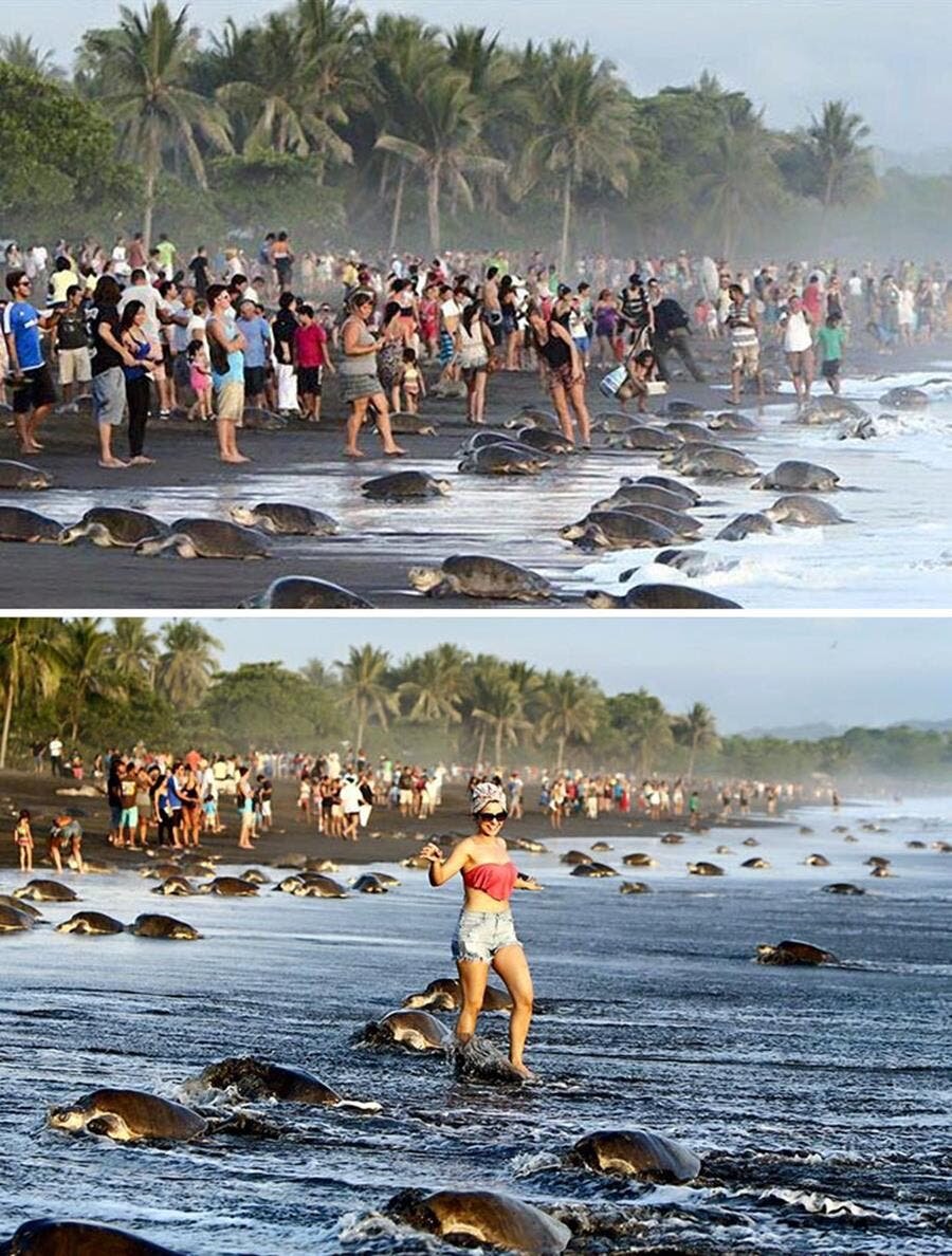 plage, tortues, touristes