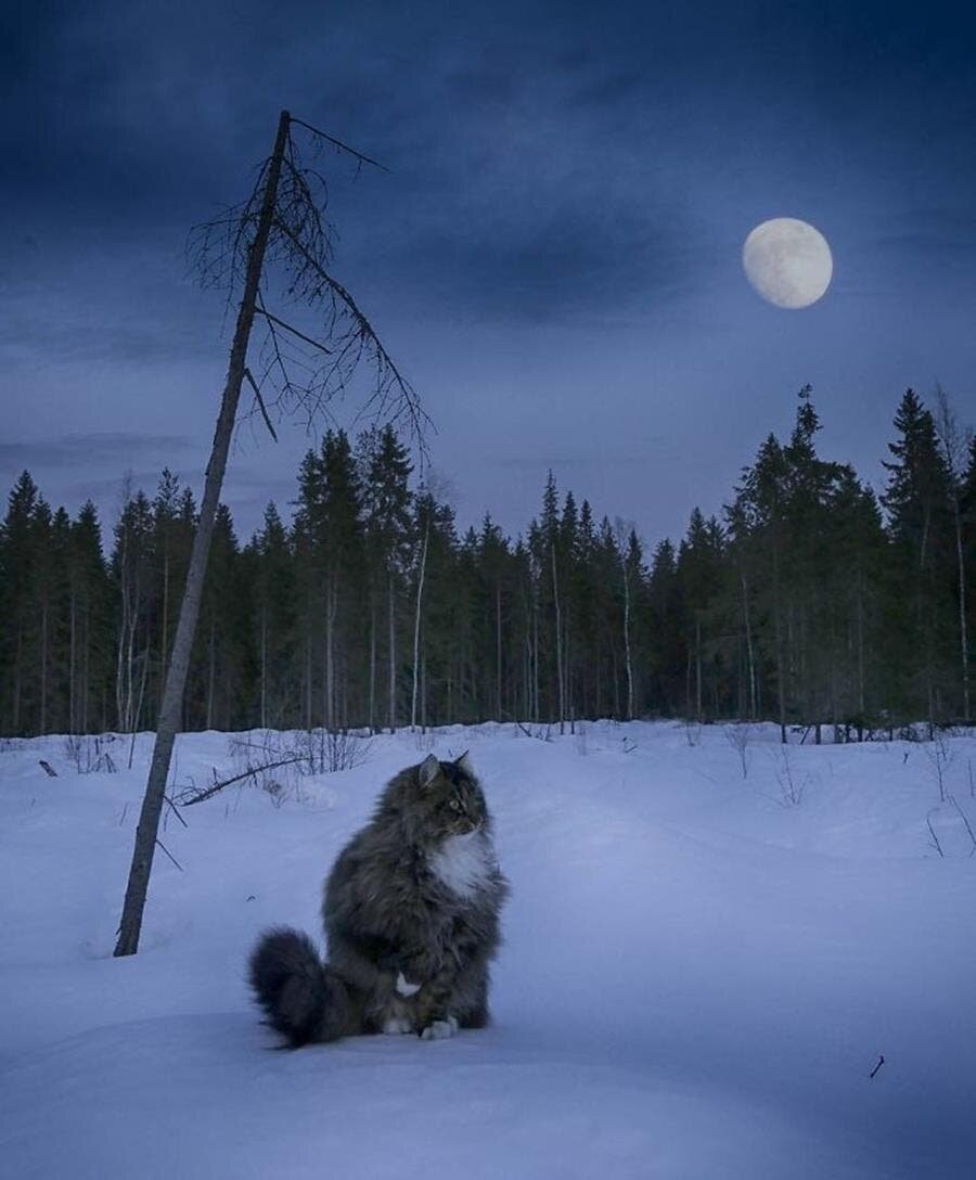 chat, lune, neige