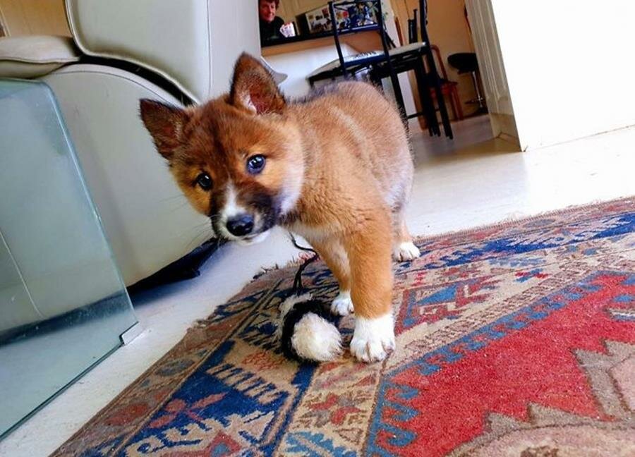 bébé, chiot, dingo