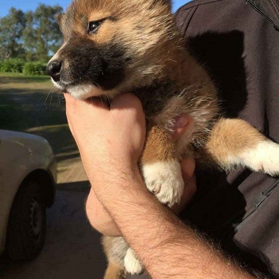 bébé, chiot, dingo