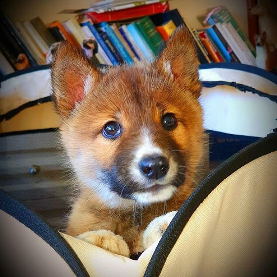 bébé, chiot, dingo