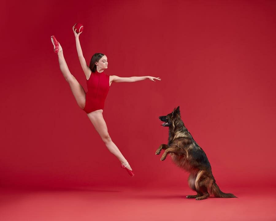 ballerine, chien, danseur, danseuse, classique