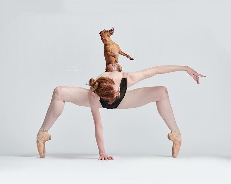 ballerine, chien, danseur, danseuse, classique